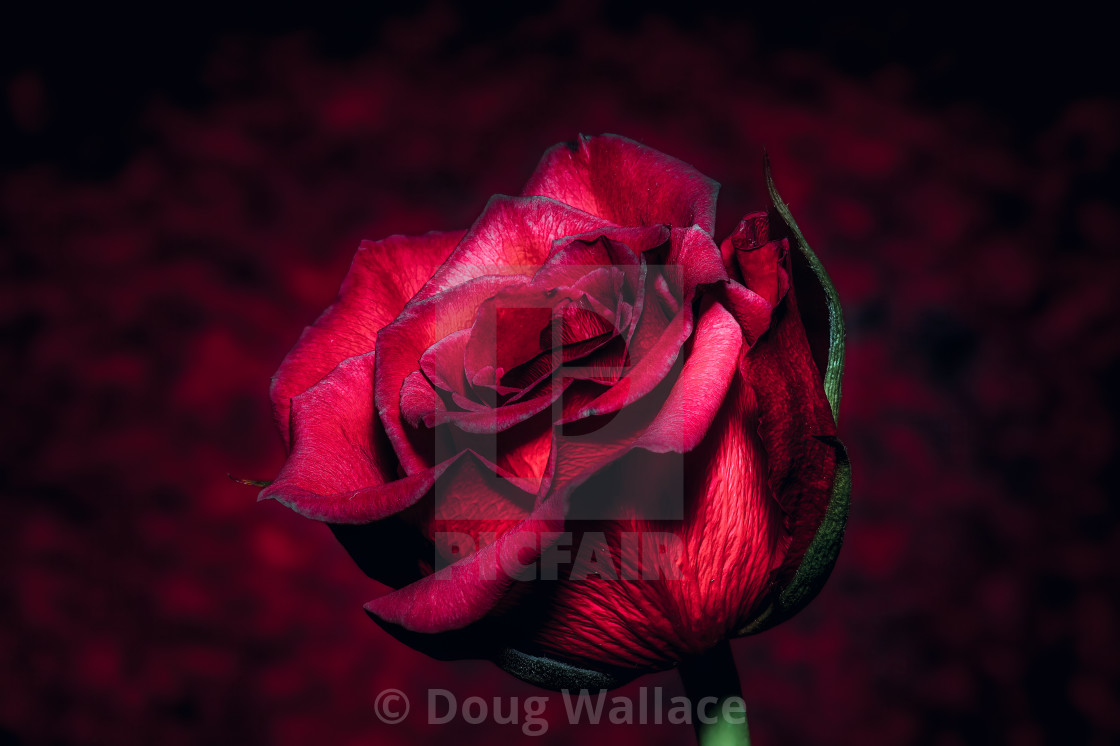 "A Red Rose Focus Stack." stock image