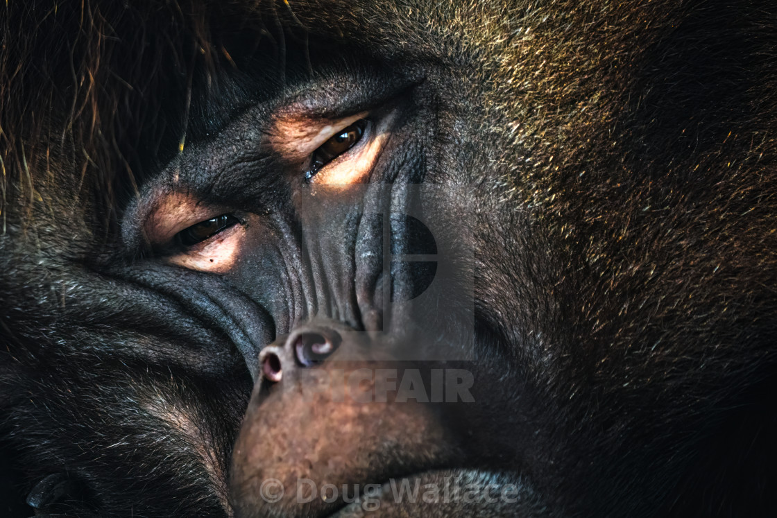 "A Gelada Baboon from Banham Zoo, Norfolk, UK." stock image