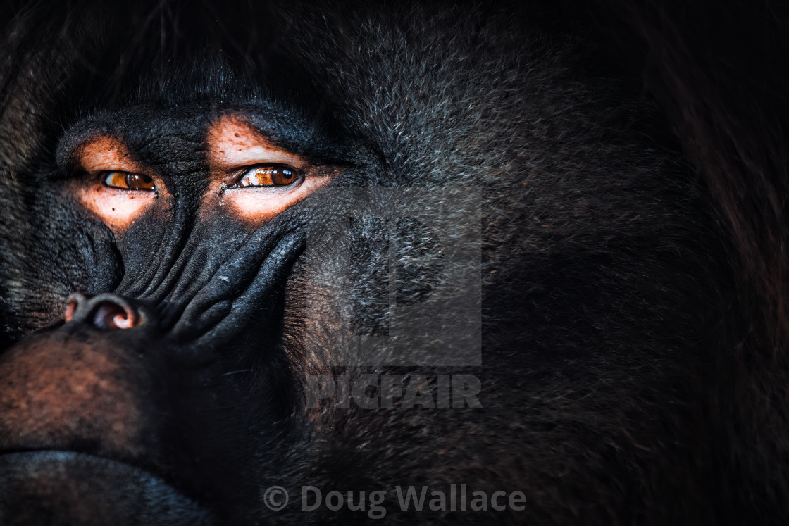 "Gelada Baboon portrait, Banham Zoo, Norfolk, UK." stock image