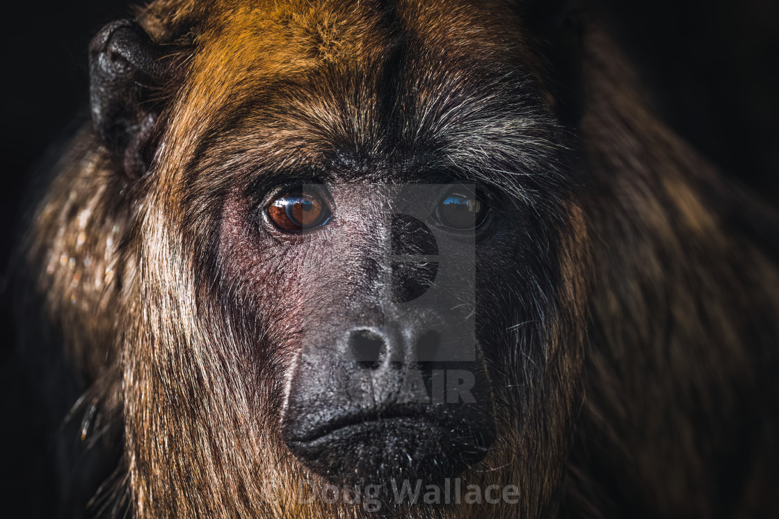 "A portrait of a Black Howler Monkey, Banham Zoo, Norfolk, UK." stock image