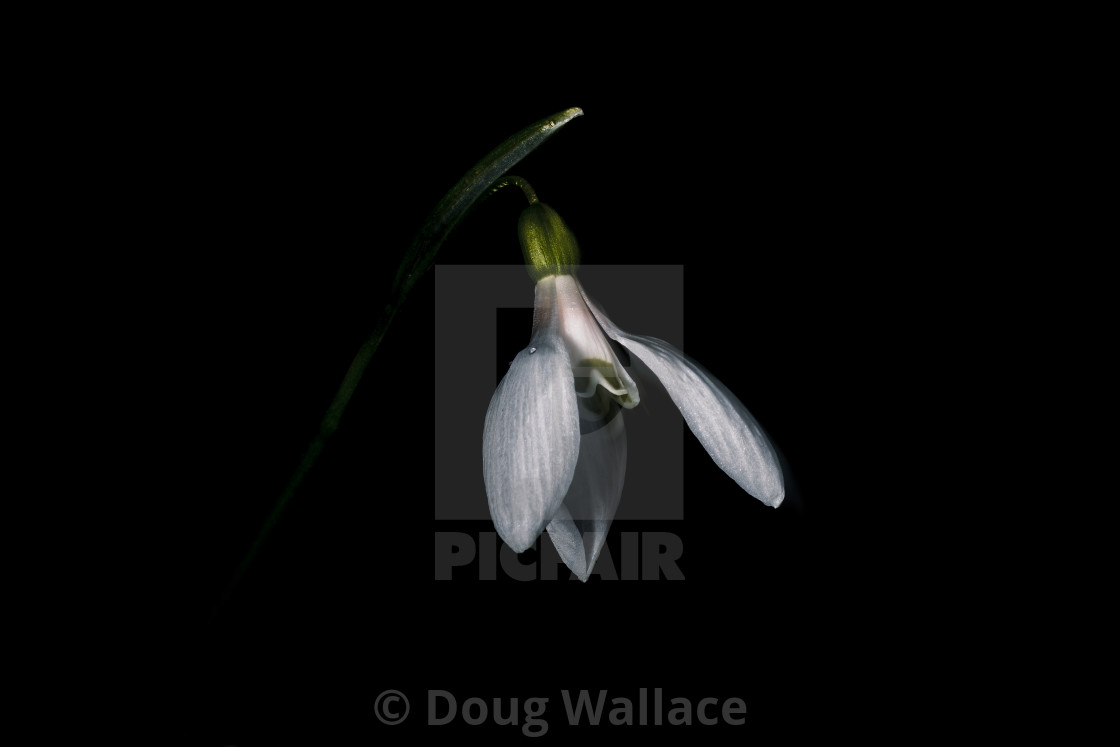 "A Snowdrop in low key, Ickworth, Bury St Edmunds." stock image