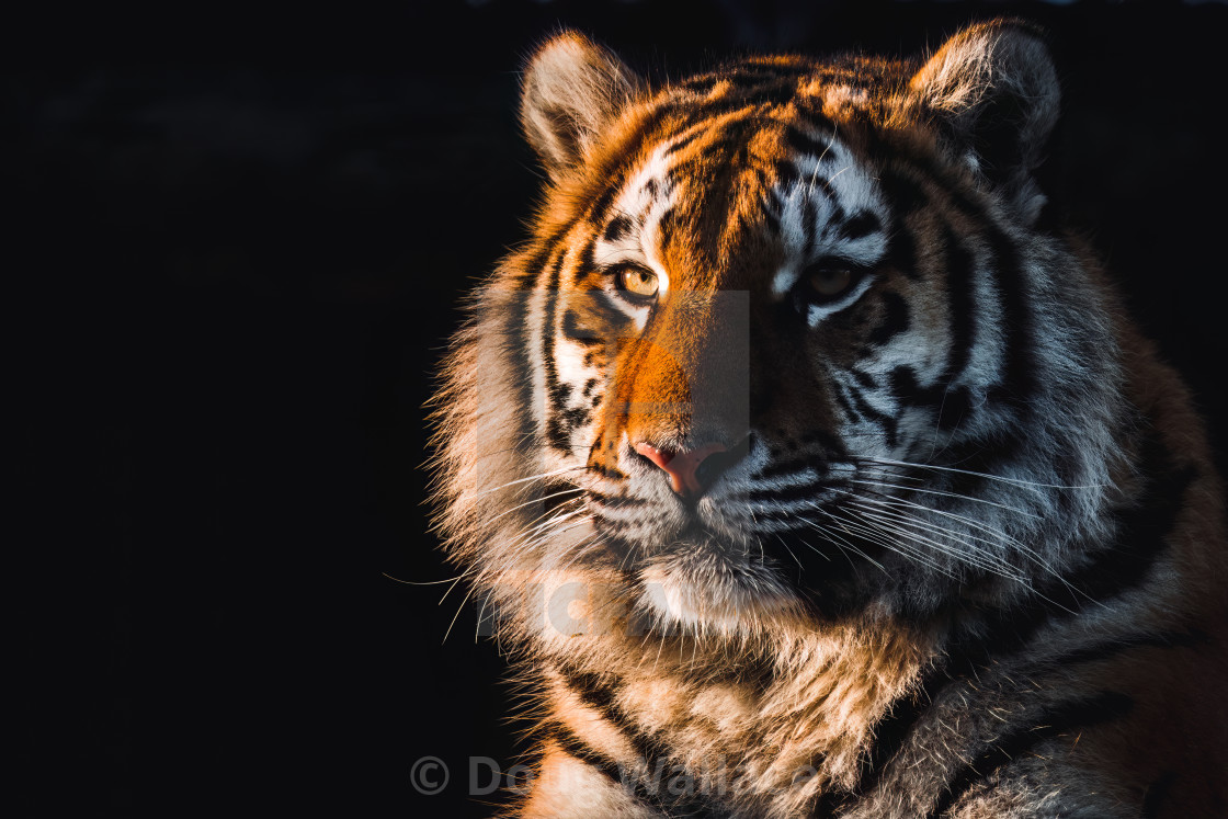 "Tiger at Sunset, Banham Zoo, Norfolk UK." stock image