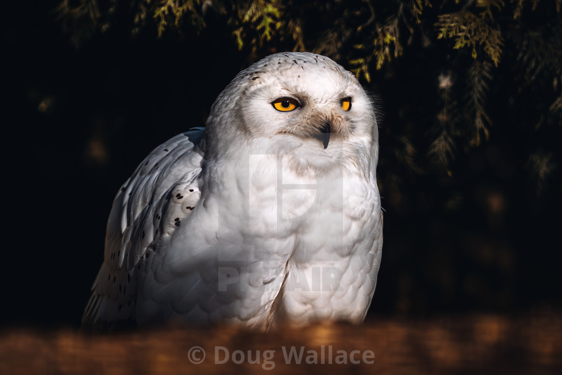 "Snowy Owl from Banham Zoo, Norfolk, UK." stock image