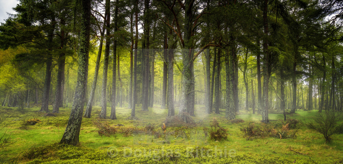 "Mystical Wood" stock image