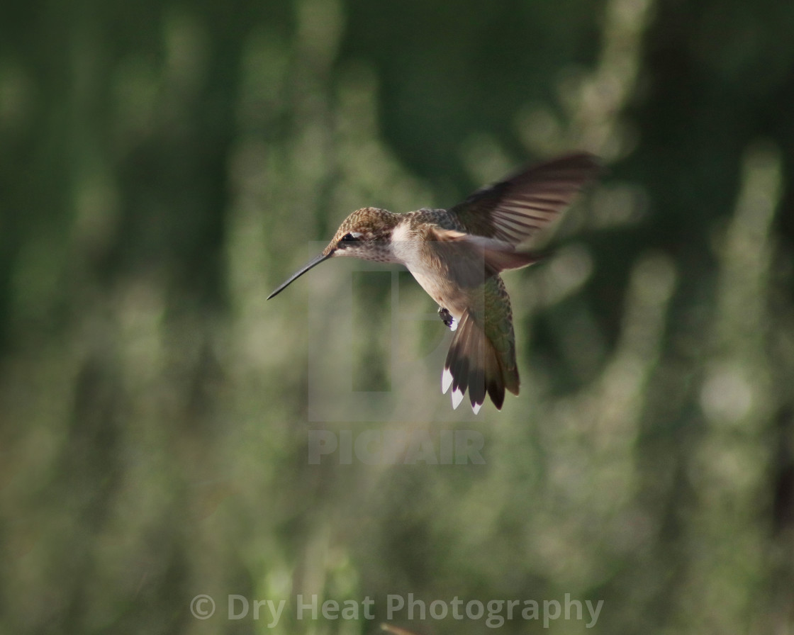 "Hummingbird in flight" stock image