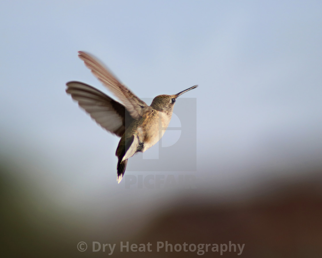 "Hummingbird in flight" stock image