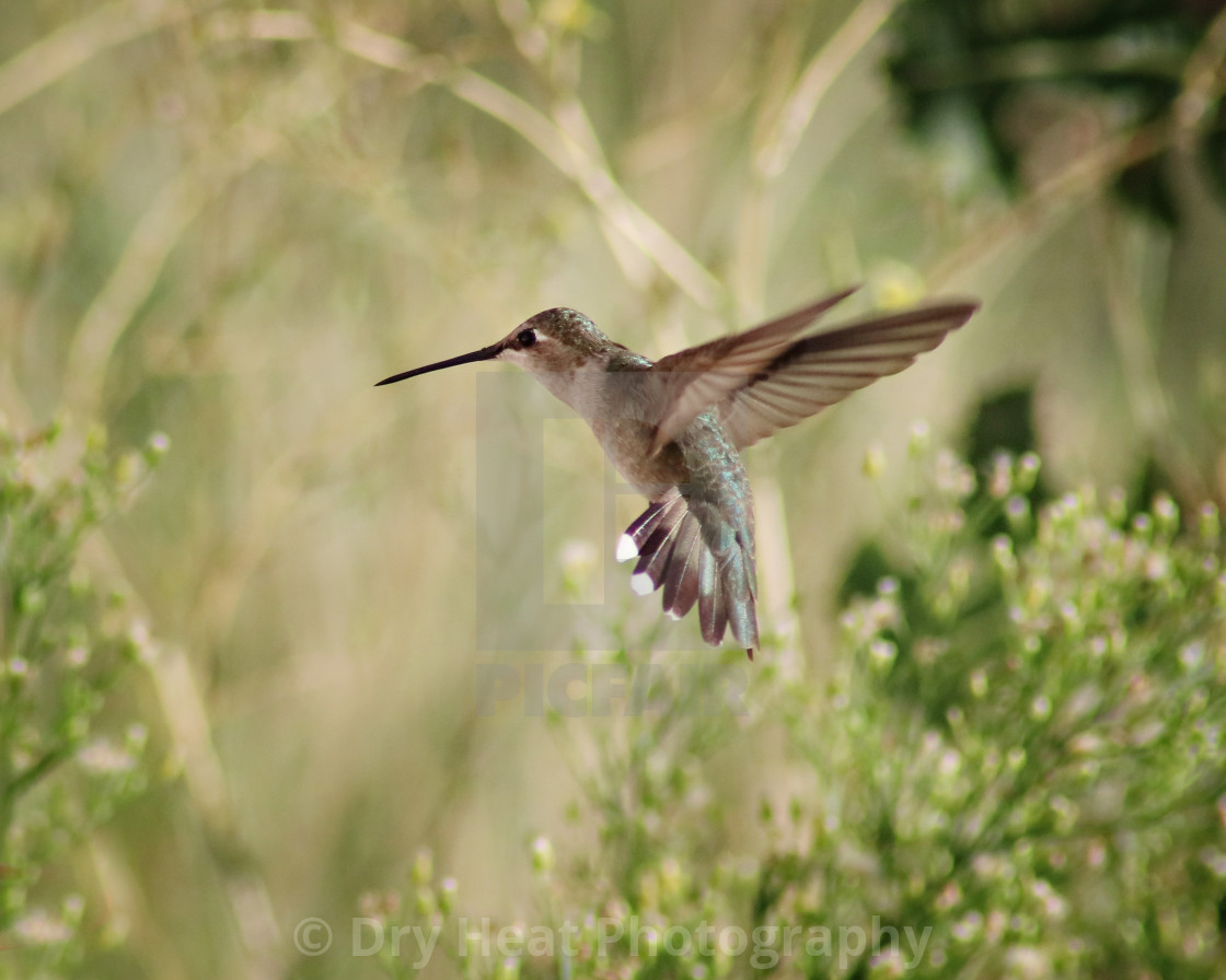 "Hummingbird in flight" stock image