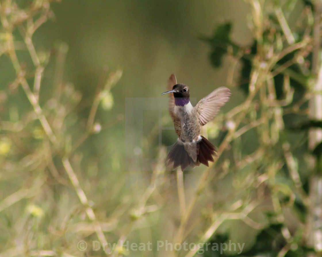 "Hummingbird in flight" stock image