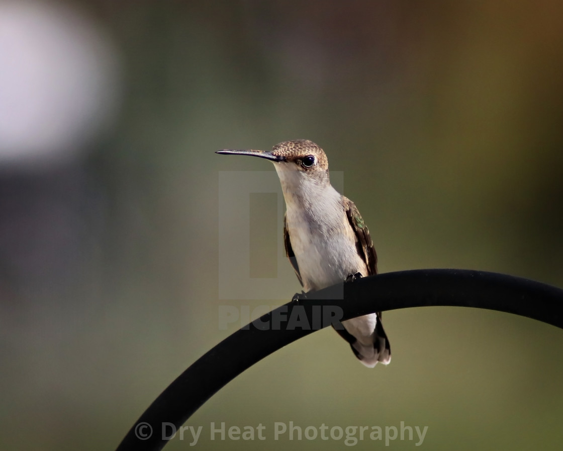 "Female Black Chinned Hummingbird" stock image