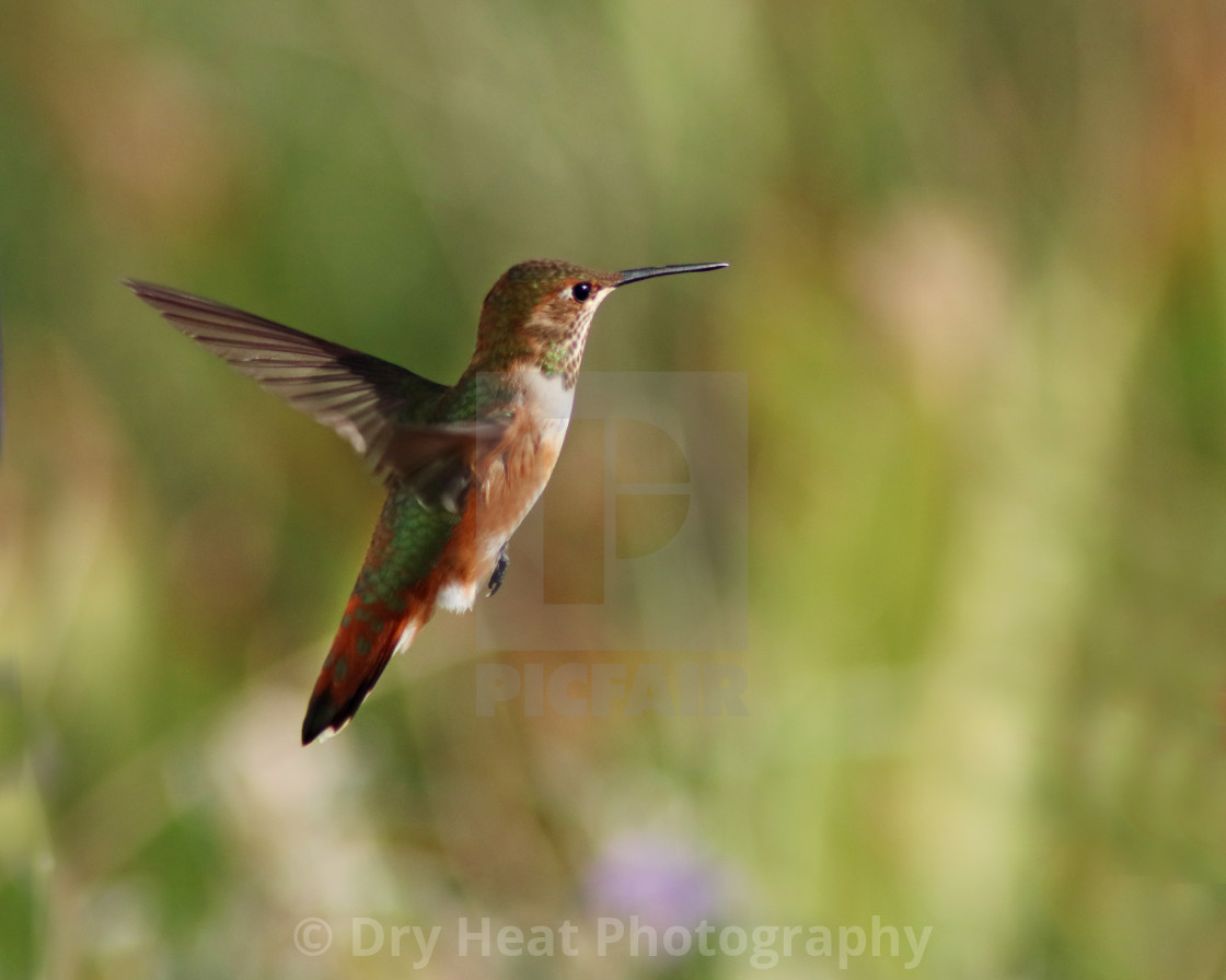 "Hummingbird in flight" stock image