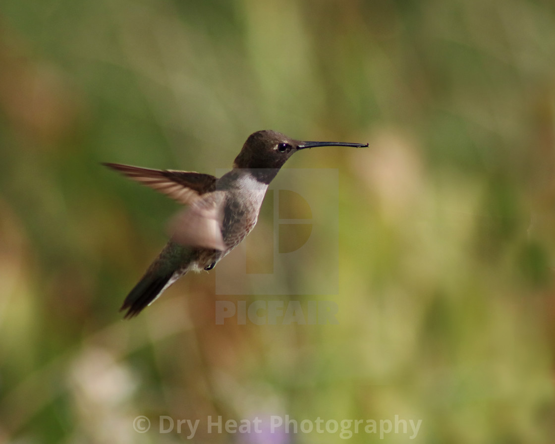 "Hummingbird in flight" stock image