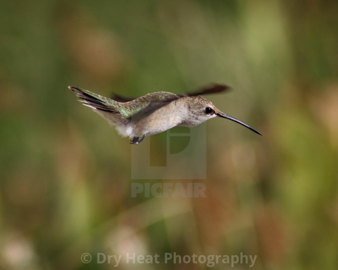 "Hummingbird in flight" stock image