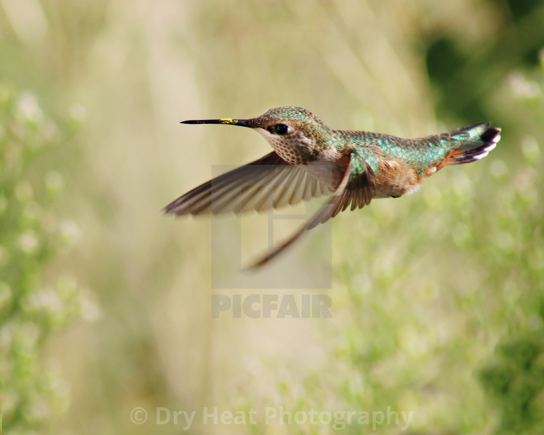 "Hummingbird in flight" stock image