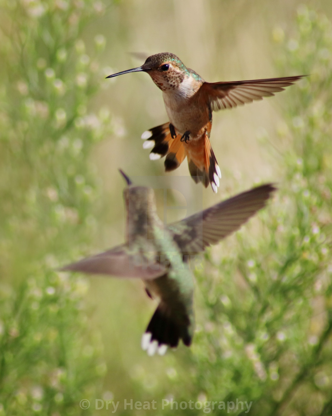 "Hummingbirds in flight" stock image