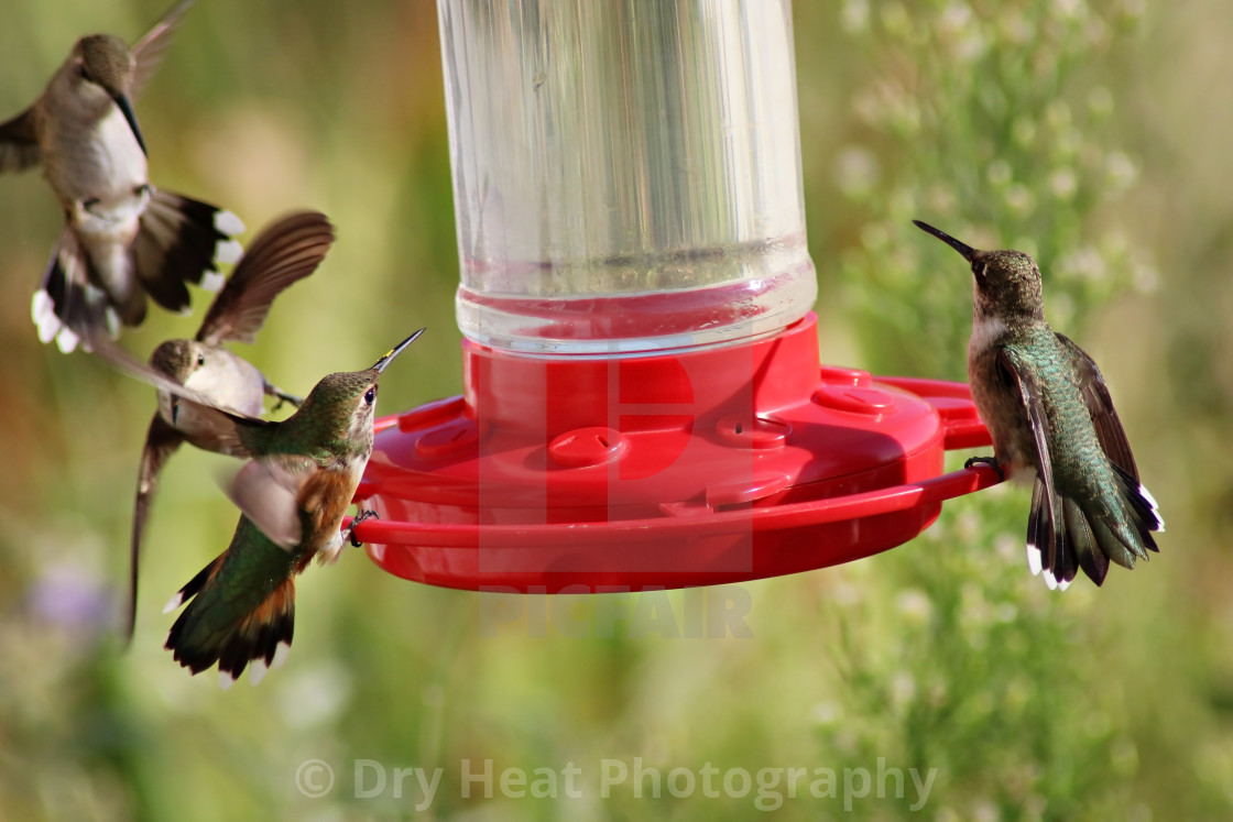 "Hummingbirds on a feeder" stock image