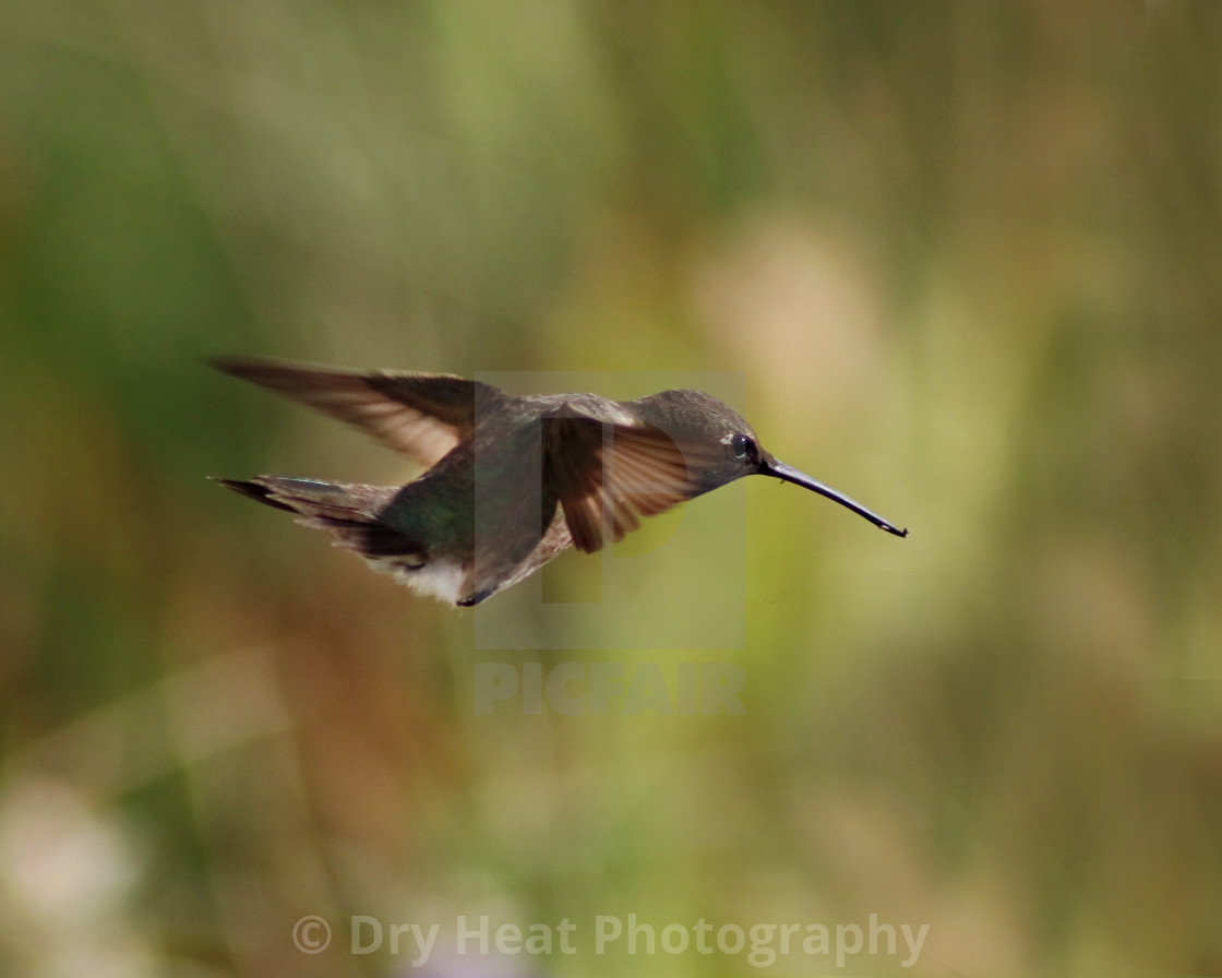 "Hummingbird in flight" stock image