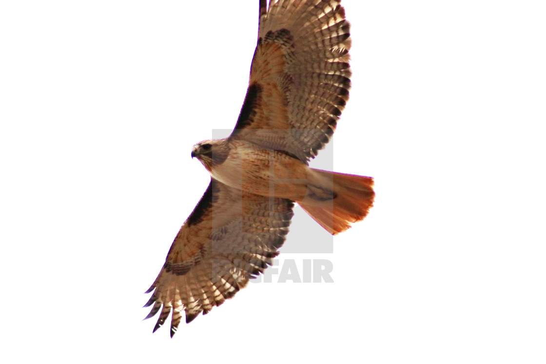 "Red Tail Hawk in flight" stock image