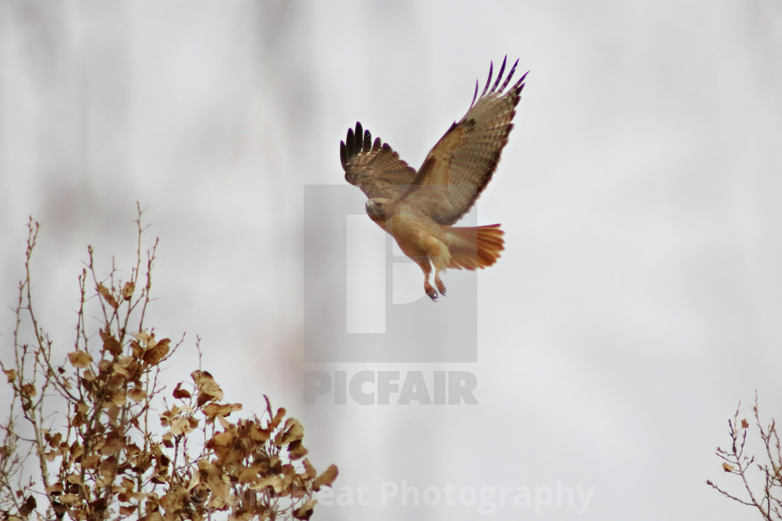 "Red Tail Hawk in flight" stock image