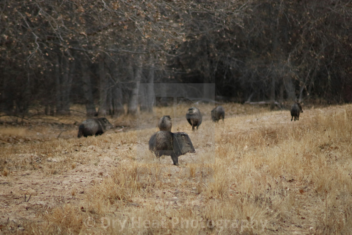 "Wild Javelinas" stock image