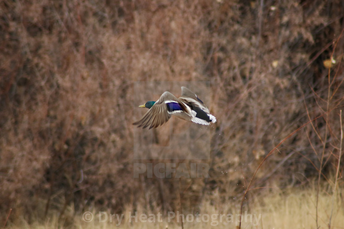 "Mallard Duck in flight" stock image