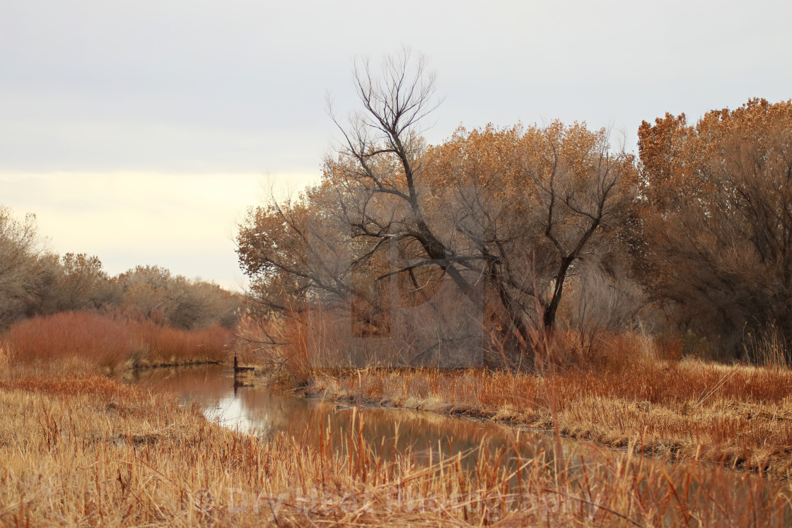 "Bosque del Apache" stock image