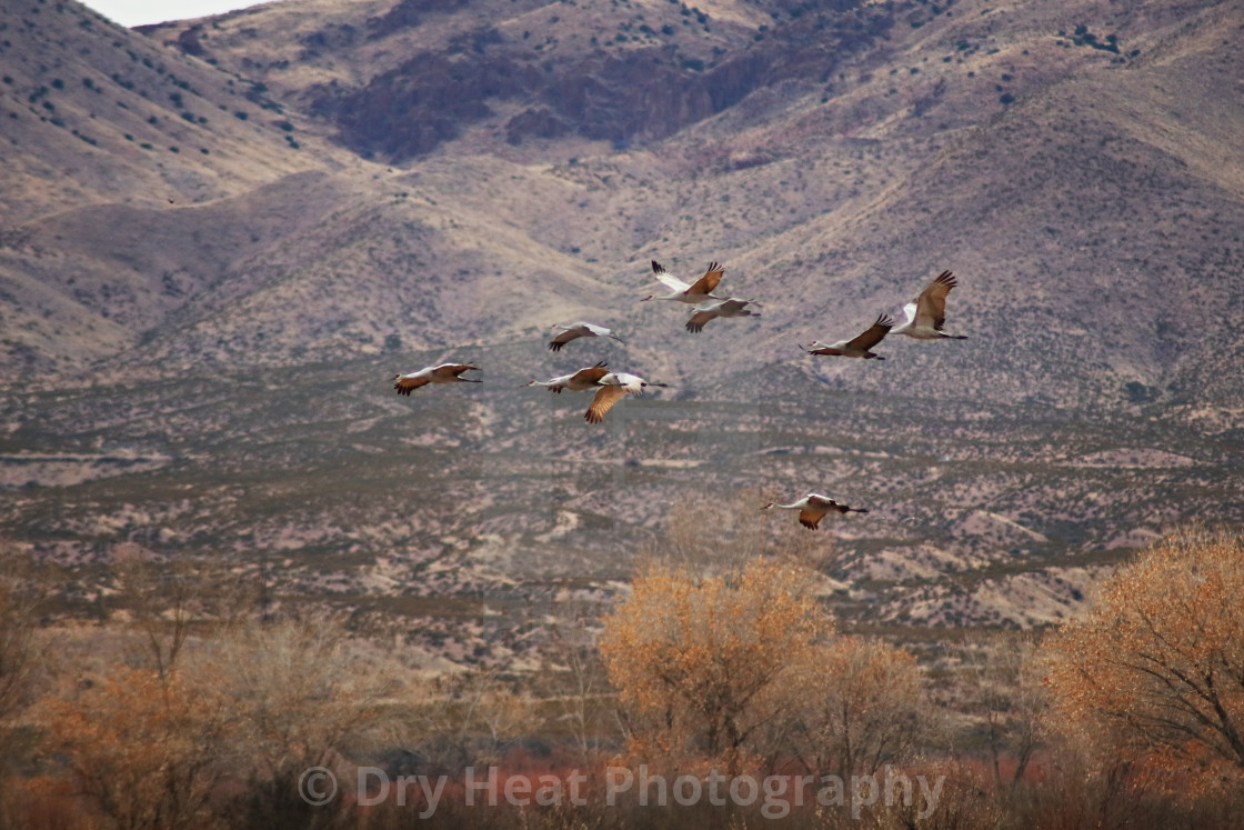 "Sandhill Cranes in flight" stock image