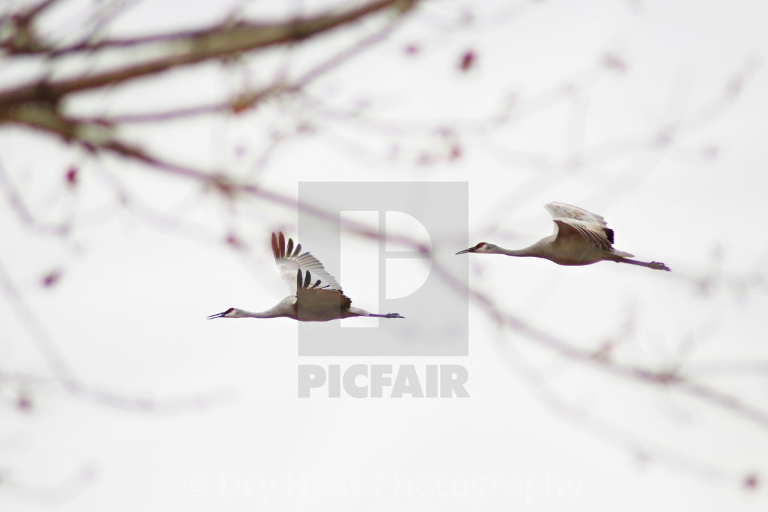 "Sandhill Cranes in flight" stock image