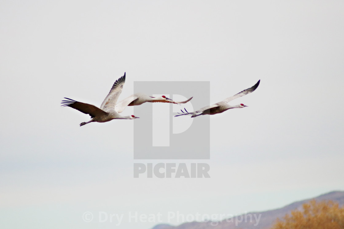 "Sandhill Cranes in flight" stock image