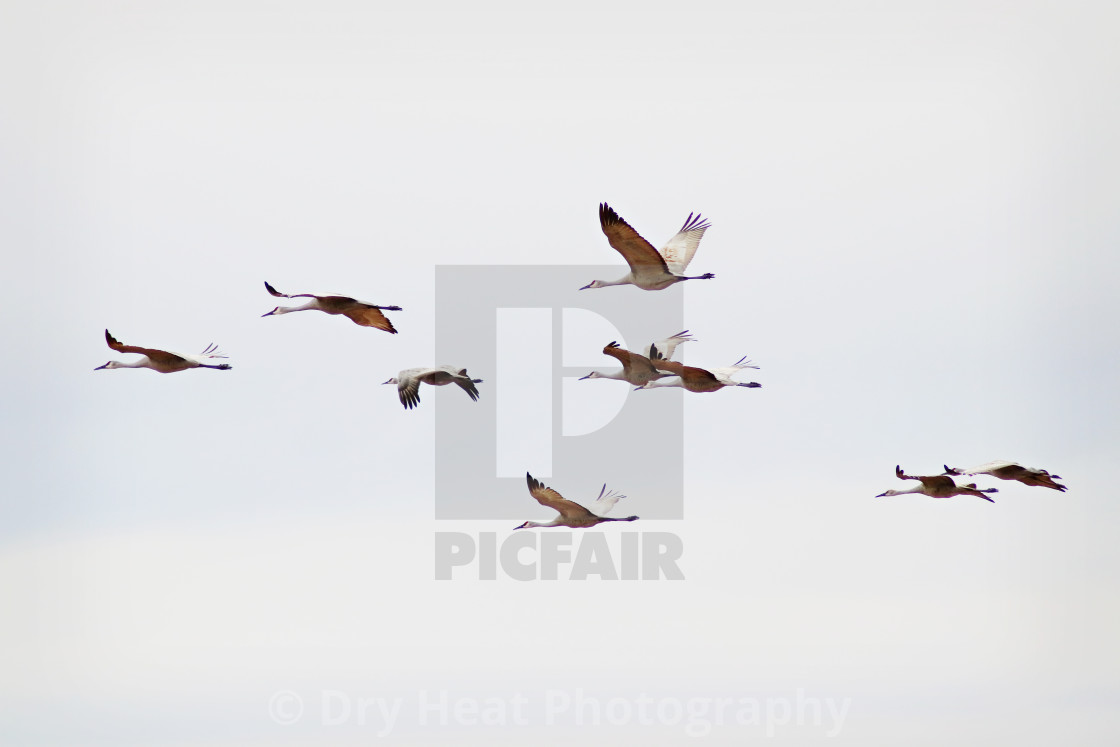 "Sandhill Cranes in flight" stock image