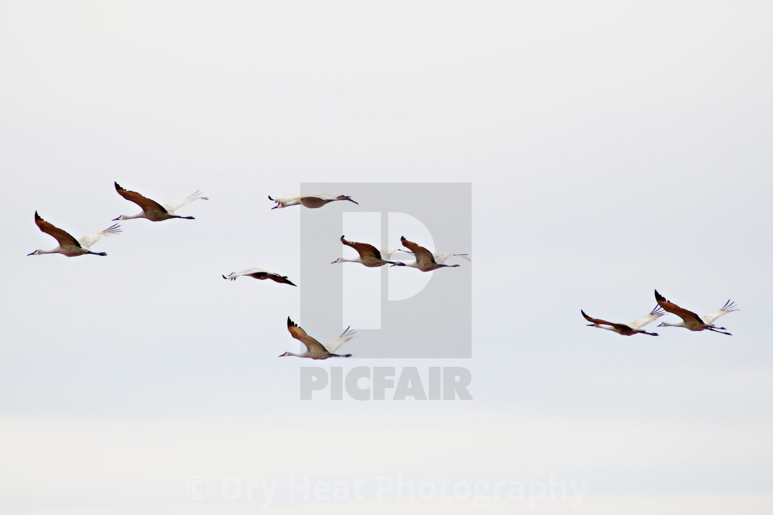 "Sandhill Cranes in flight" stock image