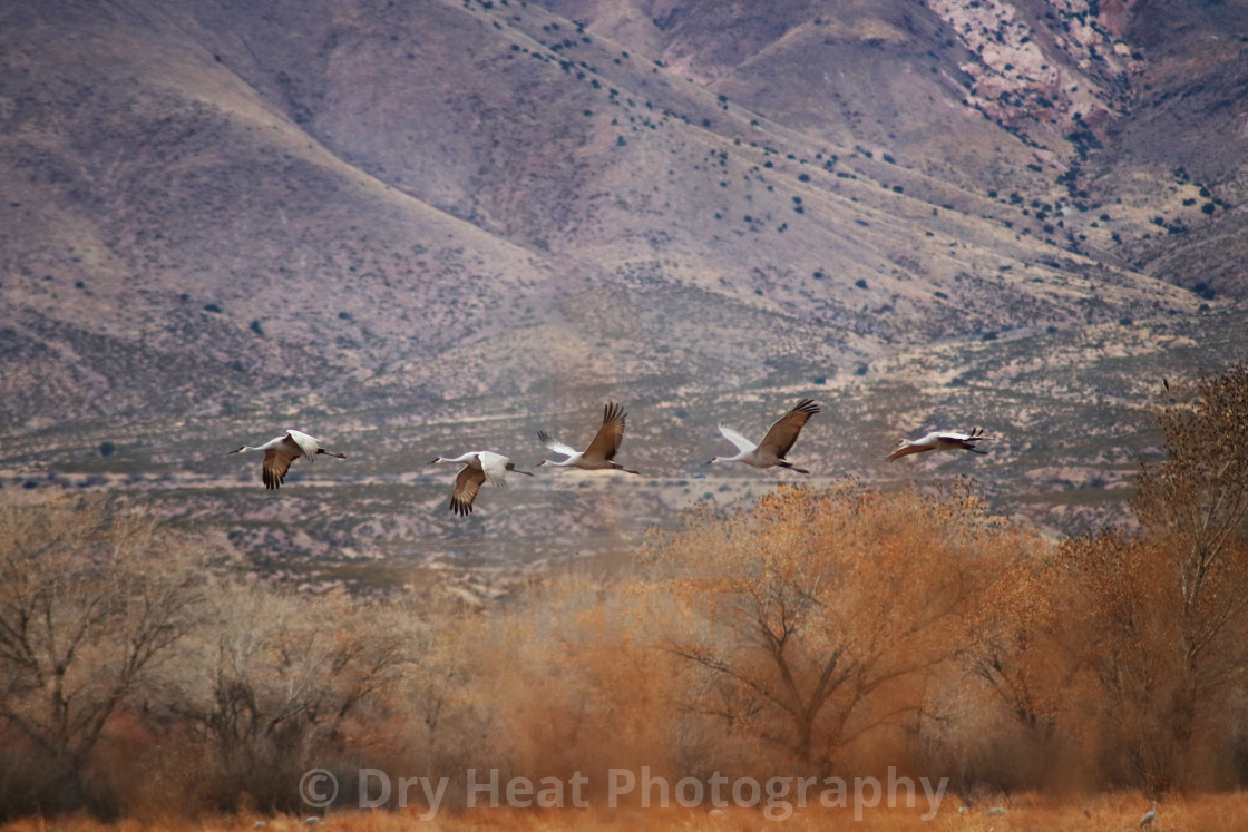 "Sandhill Cranes in flight" stock image