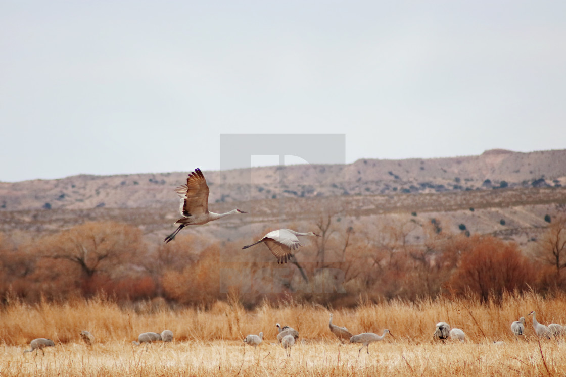 "Sandhill Cranes in flight" stock image