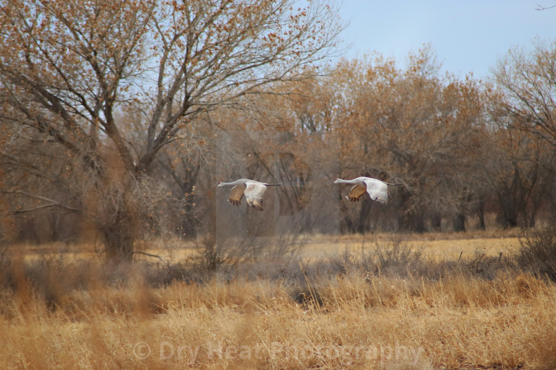 "Sandhill Cranes in flight" stock image