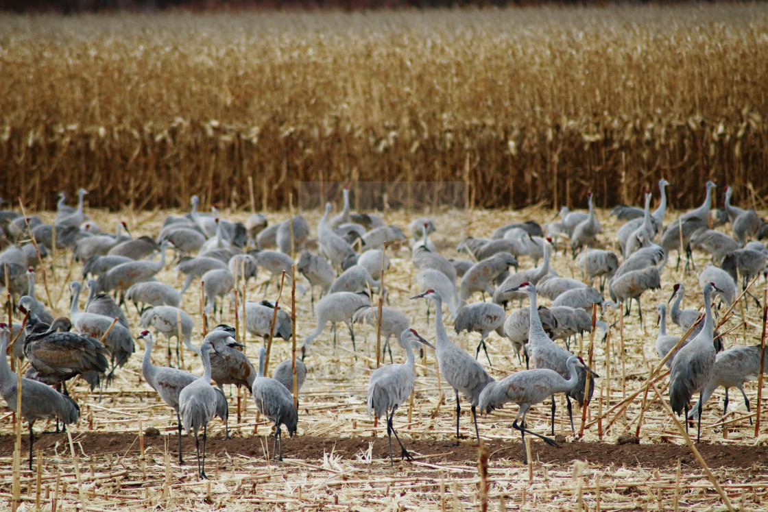 "Sandhill Cranes" stock image