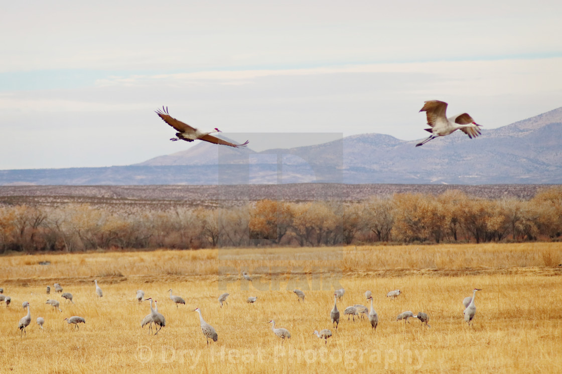 "Sandhill Cranes in flight" stock image