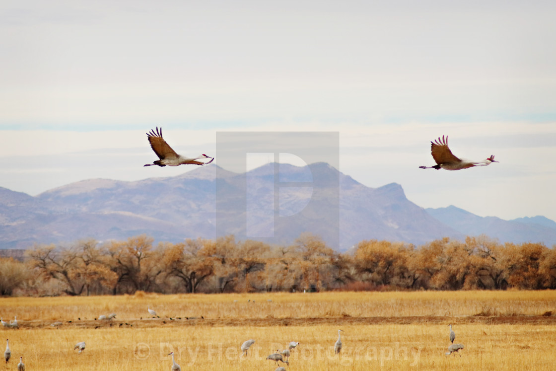 "Sandhill Cranes in flight" stock image