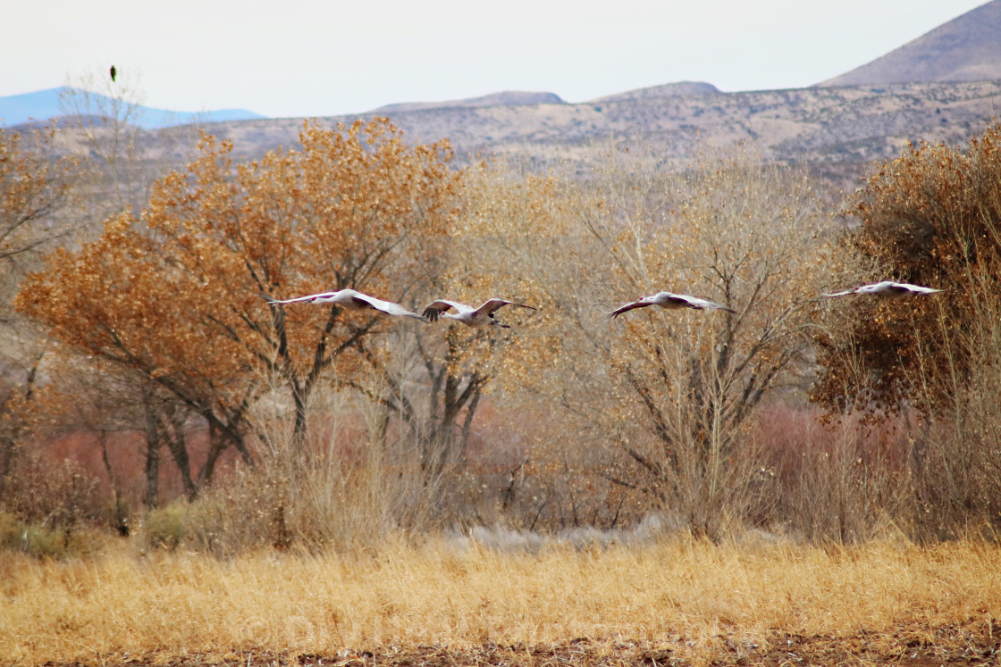 "Sandhill Cranes in flight" stock image