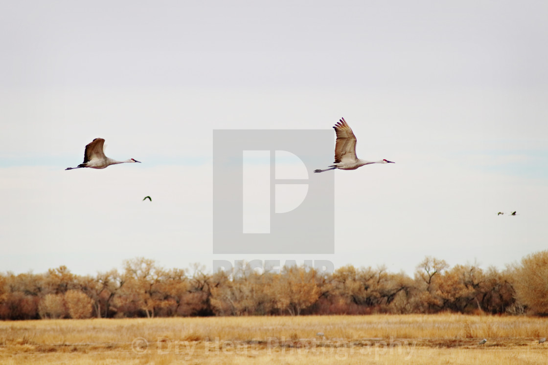 "Sandhill Cranes in flight" stock image