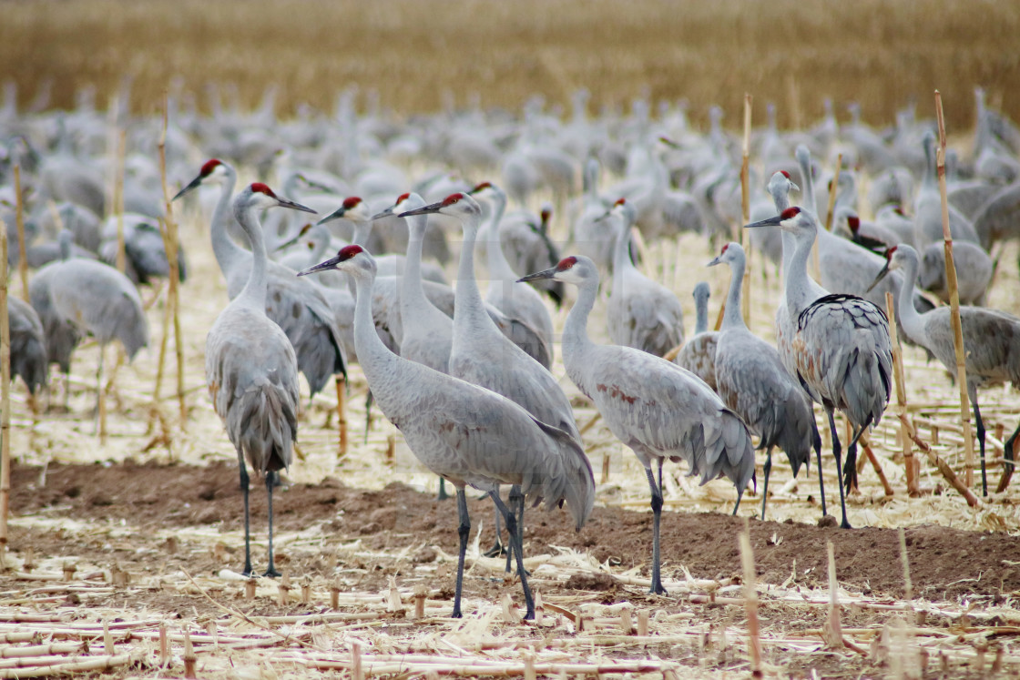 "Sandhill Cranes" stock image