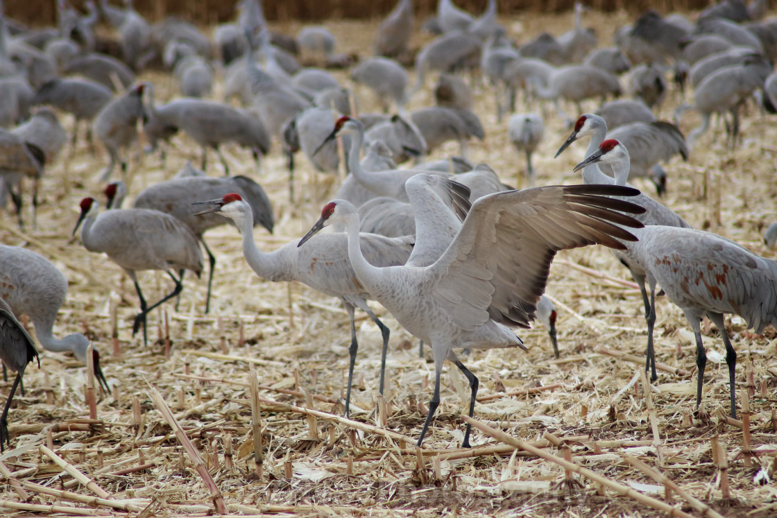 "Sandhill Cranes" stock image