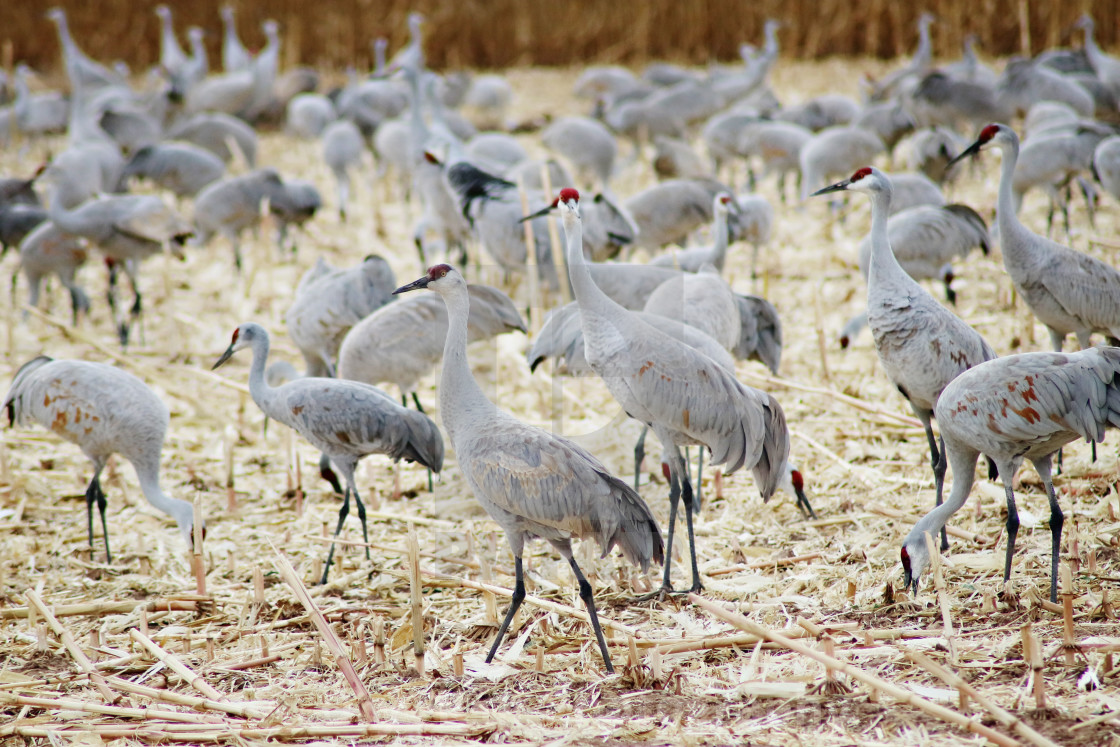 "Sandhill Cranes" stock image