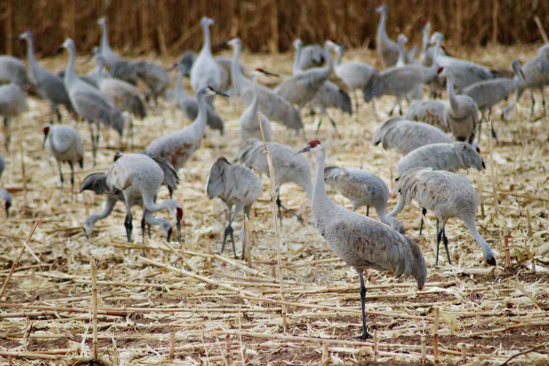 "Sandhill Cranes" stock image