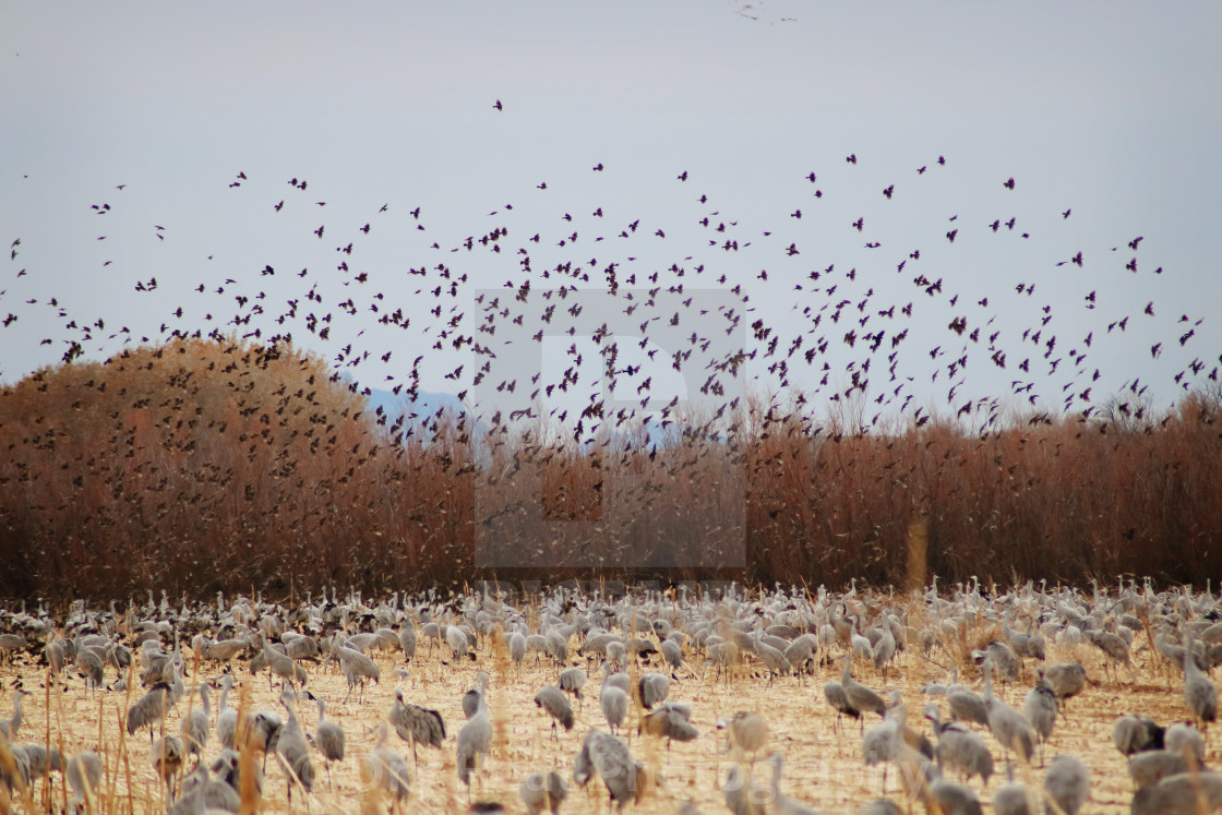 "Sandhill Cranes and Crows" stock image