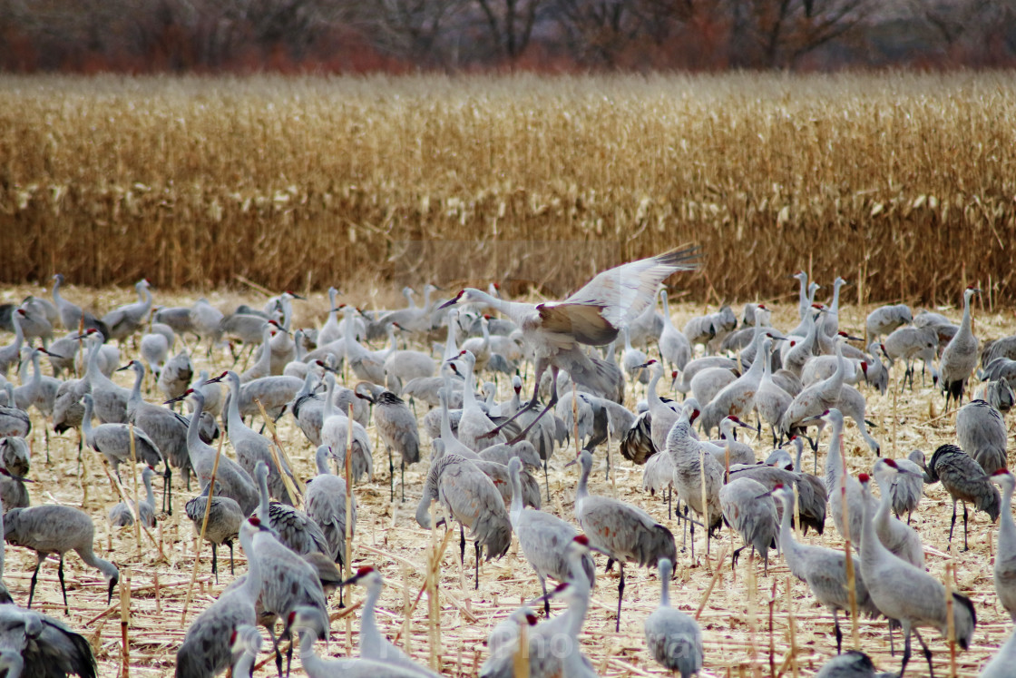 "Sandhill Cranes" stock image