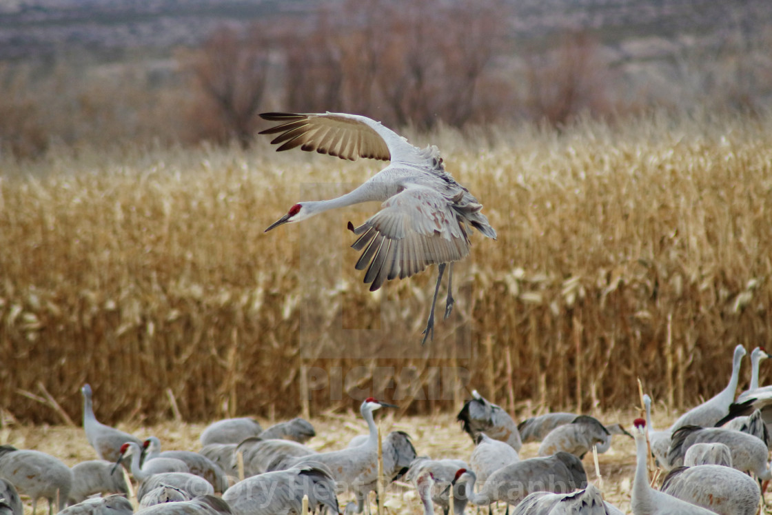 "Sandhill Cranes" stock image