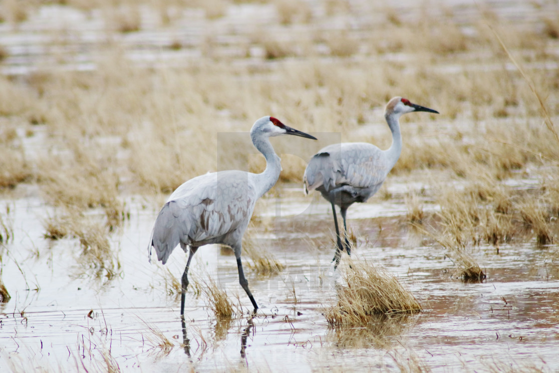 "Sandhill Cranes" stock image