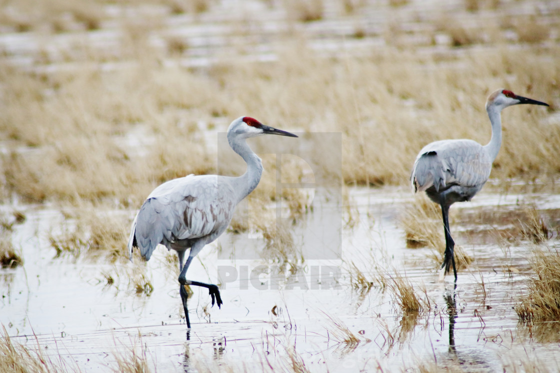 "Sandhill Cranes" stock image