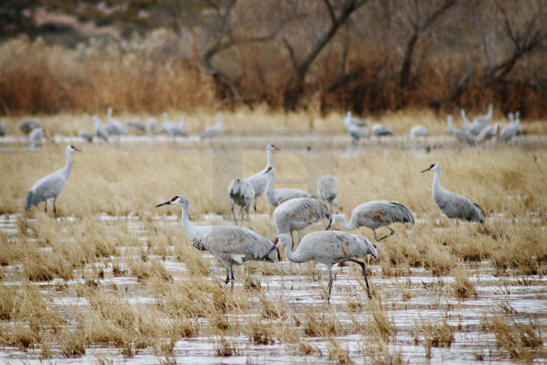 "Sandhill Cranes" stock image