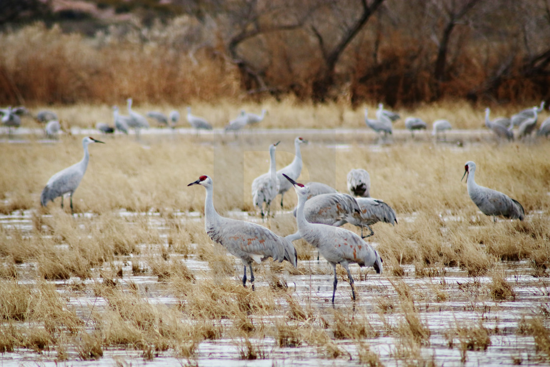 "Sandhill Cranes" stock image