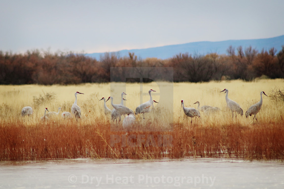 "Sandhill Cranes" stock image